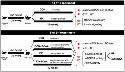 Aerobic exercise attenuates insulin resistance via restoring branched chain amino acids homeostasis in obese mice